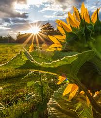 Profile picture of Calm and Serious muslim